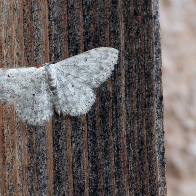 Scopula marginepunctata (vlnopásník tečkovaný), IT, Kuens, Jižní Tyrolsko