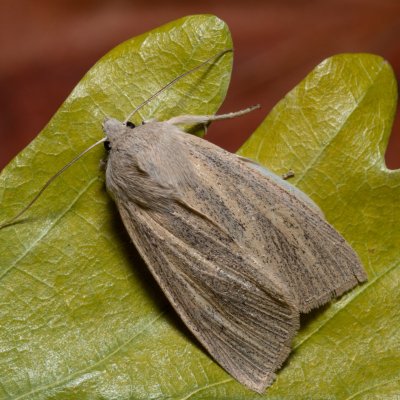 Rhizedra lutosa (rákosnice velká), PP Střelická bažinka