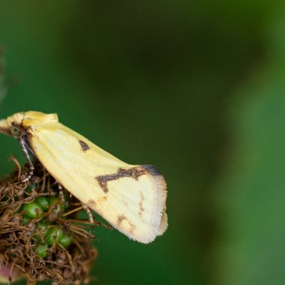 Agapeta hamana (obalečík žlutý), Kývalka
