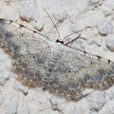 Scopula submutata (-), HR, Jablanac