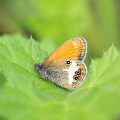 Coenonympha arcania (okáč strdivkový), Kývalka