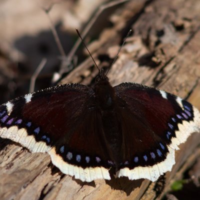 Nymphalis antiopa (babočka osiková), Podkomorské lesy