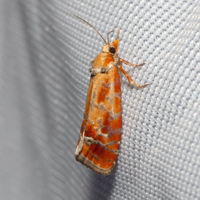 Rhyacionia buoliana (obaleč prýtový), PR Turold