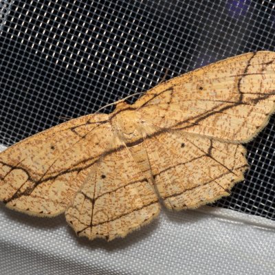 Parasynegia fortilineata (-), TH, Khao Sok