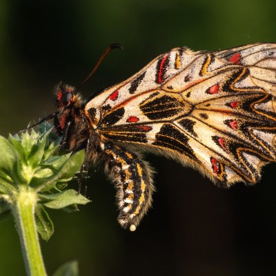 Zerynthia polyxena (pestrokřídlec podražcový), Nové Mlýny - střed