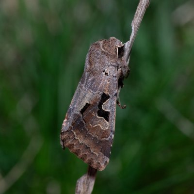 Orthosia gothica (jarnice ovocná), PP Člupy