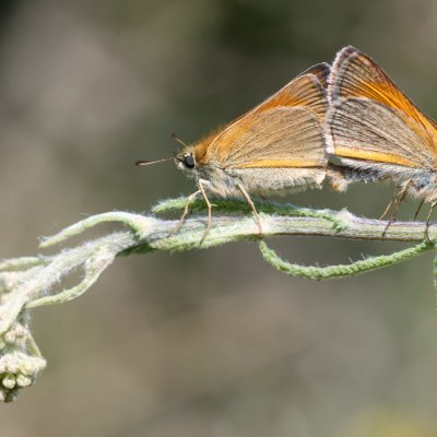 Thymelicus sylvestris (soumračník metlicový), PR Kamenný vrch
