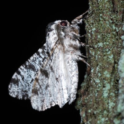 Biston betularia (drsnokřídlec březový), Žebětín