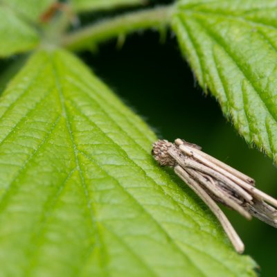 vakonoš, Podkomorské lesy, Kopeček