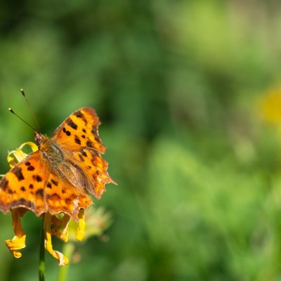 Polygonia c-album (babočka bílé c), SK, Jamrichovo rázcestie, Tatry