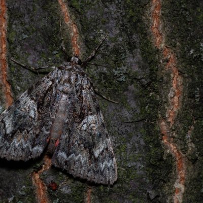 Catocala sponsa (stužkonoska dubová), PP Na cvičišti