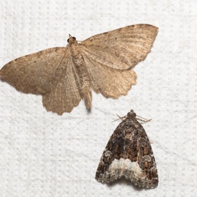 Philereme vetulata (píďalka řešetláková), Protodeltote pygarga (světlopáska ostružníková), PR Kamenný vrch