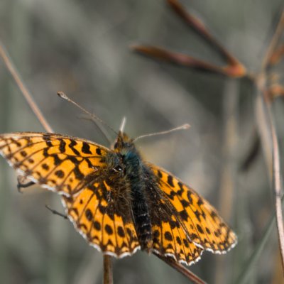 Boloria dia (perleťovec nejmenší), NPP Malhotky