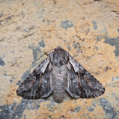 Chloantha hyperici (osenice třezalková), Hády - lesní lom