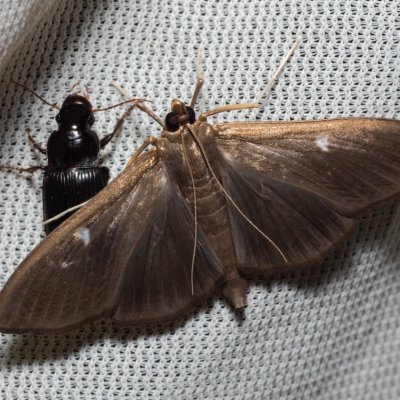 Cydalima perspectalis (zavíječ zimostrázový), NPR Slanisko u Nesytu