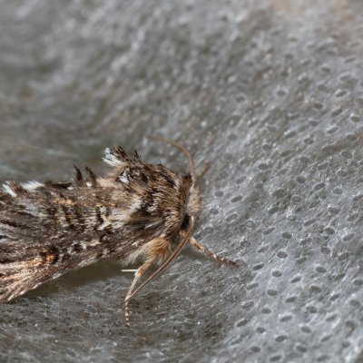 Omphalophana antirrhinii (jasnobarvec hledíkový), NPP Pouzdřanská step - Kolby