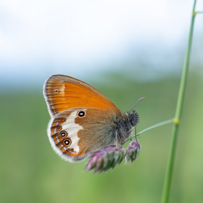 Coenonympha arcania (okáč strdivkový), Podkomorské lesy