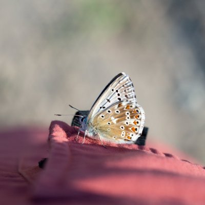 Polyommatus coridon (modrásek vikvicový), PP Černice