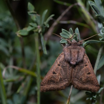 Episema tersa (jasnobarvec východní), NPP Na Adamcích