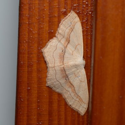 Scopula imitaria (-), HR, Jablanac