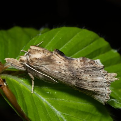Pterostoma palpinum (hřbetozubec dvouzubý), Kývalka