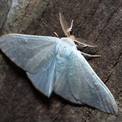 Arctornis sp., TH, Khao Sok