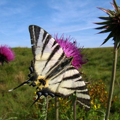 Iphiclides podalirius (otakárek ovocný), NPR Mohelenská hadcová step
