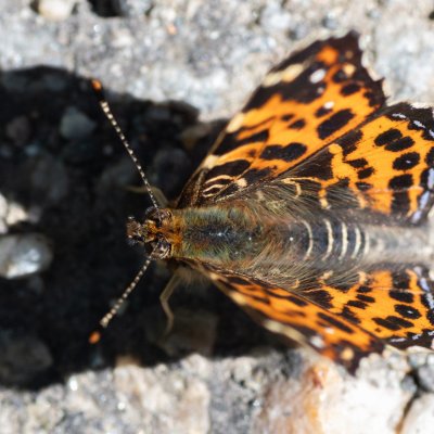 Araschnia levana (babočka síťkovaná), Střední Pojihlaví