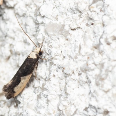 Monopis monachella (mol hnízdový), Melč, Mokřinky