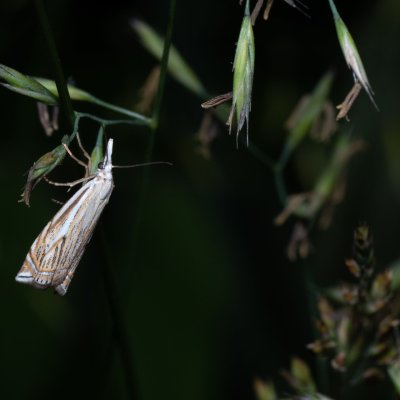 Crambus lathoniellus (travařík obecný), Kývalka