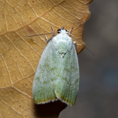 Earias vernana (zeleněnka lindová), Hrušovany u Brna