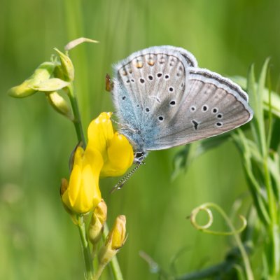 Polyommatus amandus (modrásek ušlechtilý), Pohoří na Šumavě