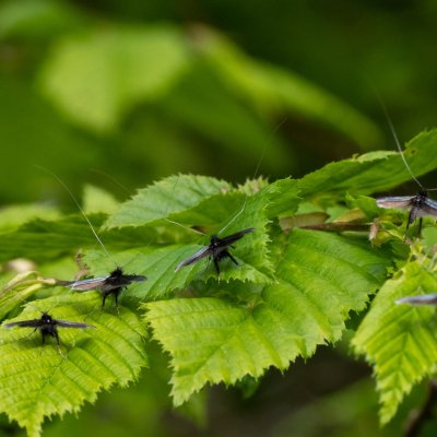 Adela reaumurella (adéla zelená), Podkomorská myslivna