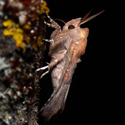 Scoliopteryx libatrix (sklepnice obecná), Hády - odkaliště