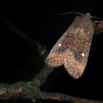 Eupsilia transversa (zimovnice dravá), Žebětín