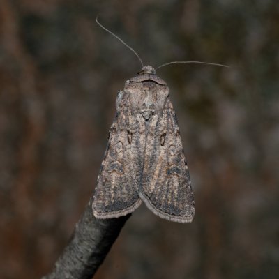 Agrotis segetum (osenice polní), Augšperský potok