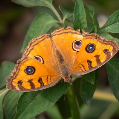 Junonia almana (-), TH, Krabi