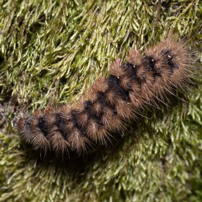 Arctia villica (přástevník špenátový), PP Bobrava