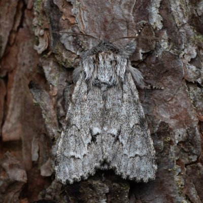 Acronicta menyanthidis (šípověnka vachtová), NPR Radostínské rašeliniště