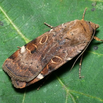 Noctua interposita (osenice přehlížená), Augšperský potok