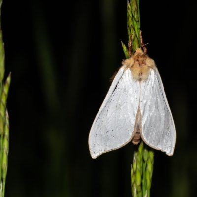 Hepialus humuli (hrotnokřídlec chmelový), IT, Kreuzbergpass, Jižní Tyrolsko