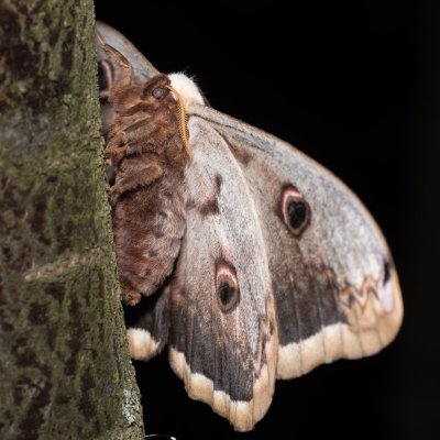 Saturnia pyri (martináč hrušňový), PR Kamenný vrch