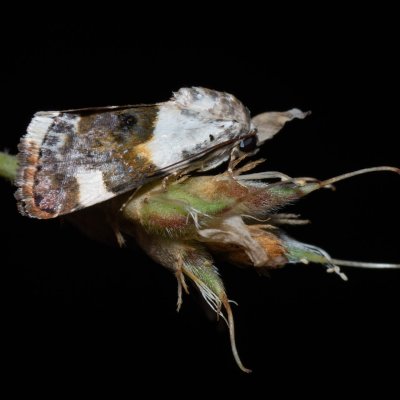 Acontia lucida (světlopáska slézová), PP Skalky u Sedlece