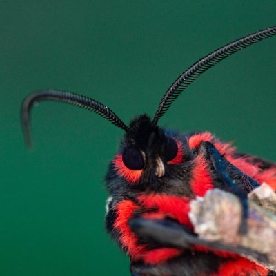 Arctia villica (přástevník špenátový), Podkomorská myslivna