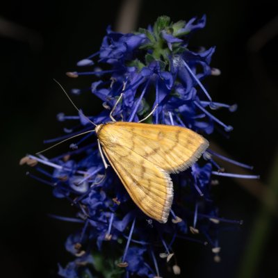 Mecyna flavalis (-), PR Kamenný vrch