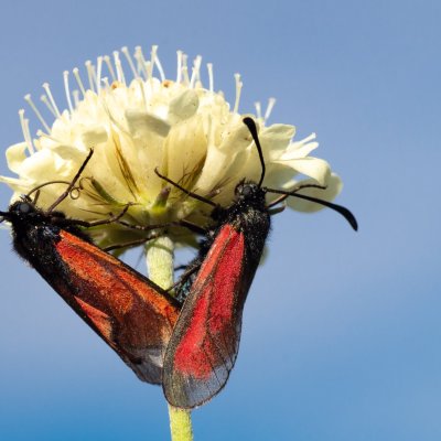 Zygaena purpuralis/minos (vřetenuška mateřídoušková/přehlížená), Vilémovice