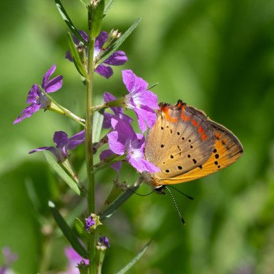 Lycaena ottomana (-), GR, Agios Georgios, Korfu
