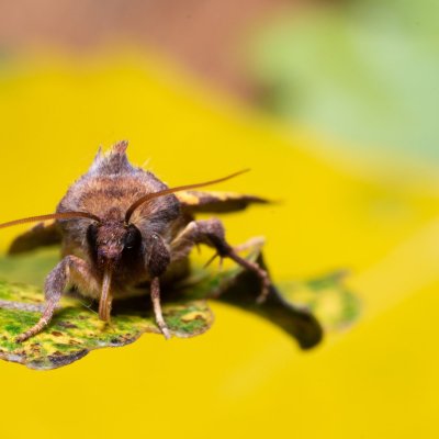 Xanthia togata (zlatokřídlec jívový), PP Střelická bažinka