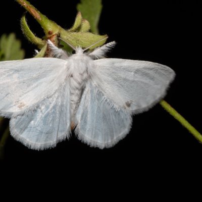 Euproctis similis (bekyně pižmová), Hrabětice
