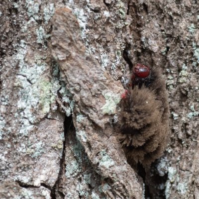 Amata phegea (běloskvrnáč pampeliškový), Žebětín
